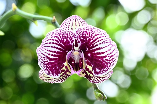 c orchid nii.jpg